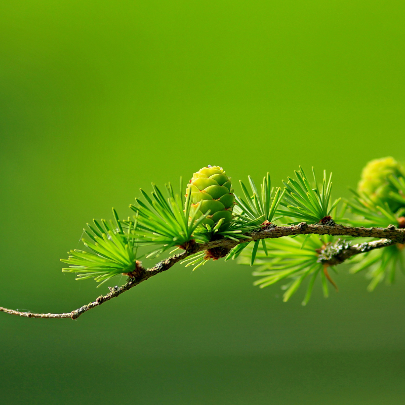 MacOS系统升级后:spotlight索引失效-嬉达草创空间